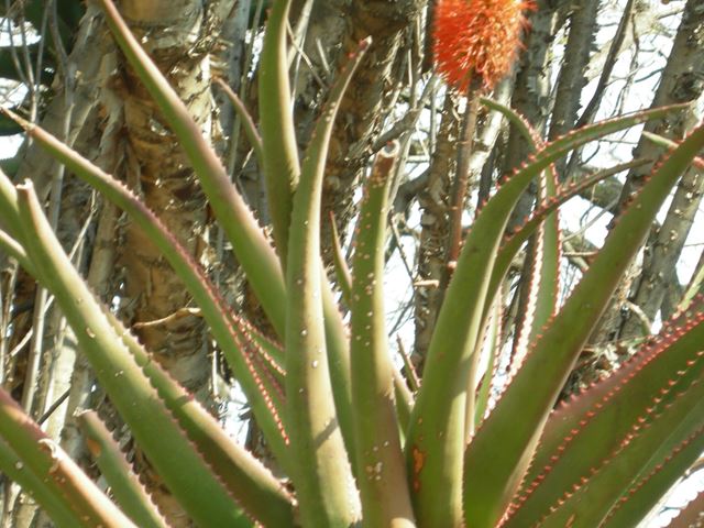 Aloe rupestris (3)